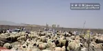 قیمت جدید دام‌زنده ۲۴ تیرماه ۱۴۰۴ + جدول