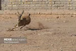 توضیحات محیط زیست درباره کشته شدن پلنگ سرگردان قائمشهر