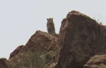 کشته شدن یک پلنگ در الیمالات +عکس