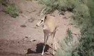 فیلم| گشت‌وگذار گله آهوها در میاندشت‌