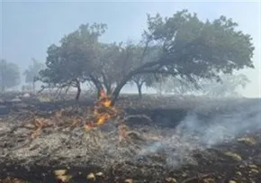 تصاویر/ ادامه آتش سوزی در جنگل های آمازون‎