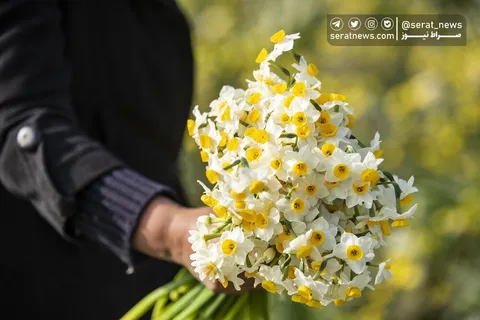 تصاویر| برداشت گل نرگس