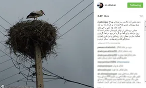 تصاویر/ لک لک‌های کرمانشاه