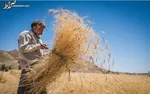 کاهش ۹۰ درصدی مالیات ارزش افزوده کالا‌های اساسی وارداتی در سال ۱۴۰۱+ سند