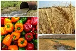 هشدار جدی | خطر آلودگی سبزیجات به مدفوع سگ و گربه