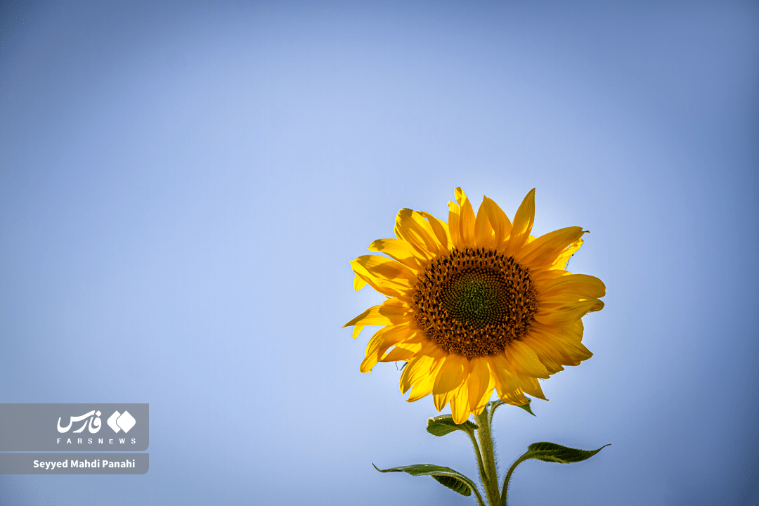 تصاویر| طلوع آفتاب روی زمین