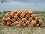 رئیس اتحادیه بارفروشان تهران؛ ۶۰۰ تن پیاز امشب به تهران می‌رسد