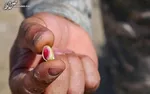افزایش مصرف پسته به‌رغم گرانی