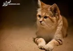 عکس/گربه‌ای با چهره عجیب، ولی زیبا