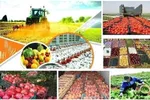 صدور سند تک‌برگ برای اراضی کشاورزی به ۳۴ درصد رسید