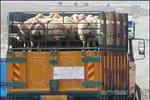 ۳ هزار تن نهاده وارداتی آلوده روسی برگشت خورد +  فیلم