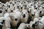 رشد۱۵۰درصدی قیمت هرکیلو گوسفند زنده