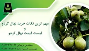 تصاویر| برداشت گردو اصلاح شده با دستگاه مکانیزه