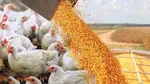 قیمت مرغ در بازار امروز سه‌شنبه ۸ اردیبهشت ۱۴۰۵ چقدر شد؟