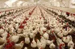 قیمت جدید کالاهای اساسی در بازار اعلام شد | از گوشت گوسفندی و گوساله تا مرغ و تخم مرغ