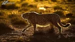 ۹ خوراکی که نباید صبح‌ها بخورید