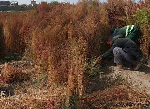 فیلم/ مزرعه کشت جارو در مشهد