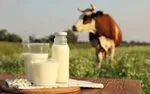 افزایش ۳۰ درصدی قیمت شیر خام