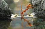 روباه آکروبات باز+عکس