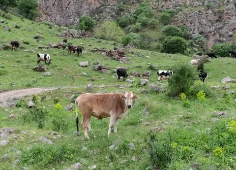 تصاویر / طبیعت بهاری دره خان