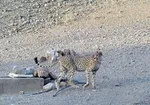 کیجا باردار نیست