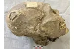 کشف بقایای ۷۵۰۰ ساله در غرب ایران