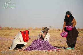 تصاویر| برداشت زعفران در خراسان شمالی