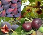 نرخ های نجومی میوه های نوبرانه