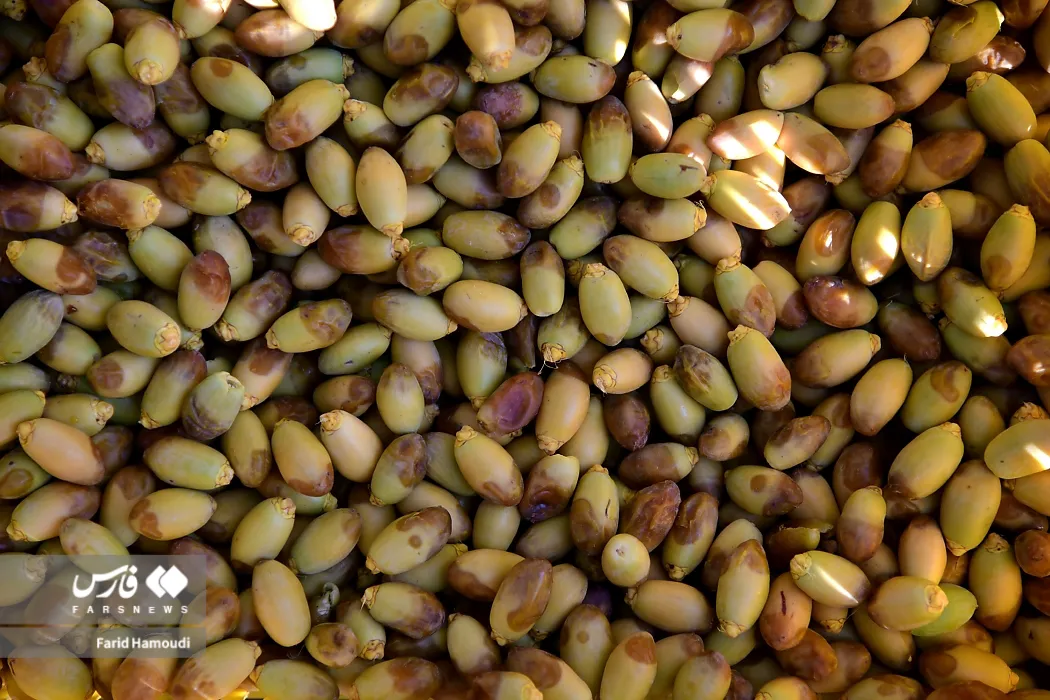 رطب