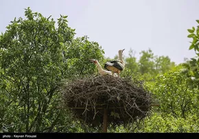 گزارش تصویری | نشست خبری سخنگوی دولت