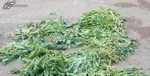 فرار دو بالگرد و هواپیمای سوخت‌رسان با شلیک عشایر کهگیلویه و بویراحمد