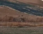 هیچ‌گونه هلی برنی در سلسله صورت نگرفته است