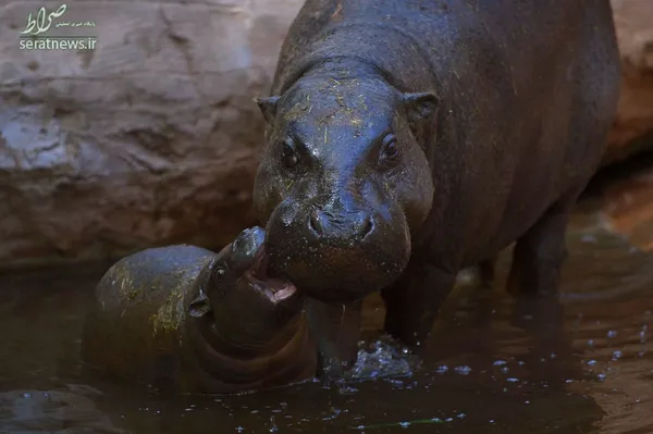 اسب آبی و بچه اش در مالاگا
