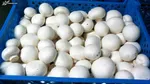 قیمت جدید مرغ اعلام شد