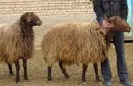 افزایش ۷۰ درصدی قیمت میوه در بازار