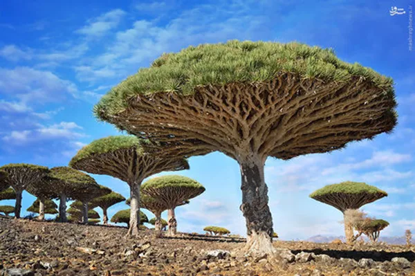 درخت خون اژدها، یمن/ درختان خون اژدها به دلیل صمغ سرخ رنگ‌شان به این نام خوانده می‌شوند. شیره‌ی این گیاه در رنگرزی و همچنین جلا بخشیدن به ساز ویولن مورد استفاده است. همچنین مردم محلی به عنوان درمانی برای بیماری‌های مزمن از این صمغ بهره می‌برند.