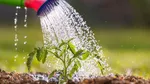 حیوانات صدای گیاهان را می‌شنوند!
