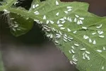 سکوت مسئولان درباره حمله مگس‌ها؟