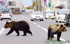 عکس/حمله خونین خرس به انسان