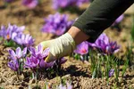 زعفران کیلویی ۱۲میلیون تومان