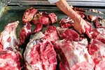 آرامش به بازار مرغ باز می‌گردد