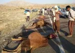 قاتل پسر ۴ ساله در جرقویه دستگیر شد
