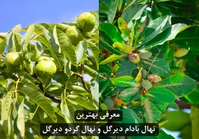 تصاویر| برداشت گردو اصلاح شده با دستگاه مکانیزه