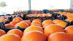 قیمت عجیب خیار و کاهو در بازار