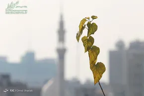 نمودار/ پاییز امسال آلوده‌تر از پاییز ۹۵