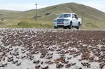 فیلم/آخرین وضعیت مهناز افشار از زبان سخنگوی قوه قضاییه!