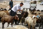 جدول | قیمت دام زنده امروز 28 مرداد 1404