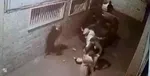 ۲کشته و ۱۸ مجروح در تصادف یک اتوبوس+عکس