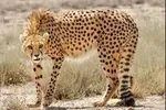 حمله پلنگ به دو نفر در خراسان رضوی