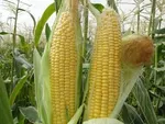 دستور وزارت صنعت برای ترخیص بدون مجوز ۱۰۰۰ خودرو یک شرکت خاص!